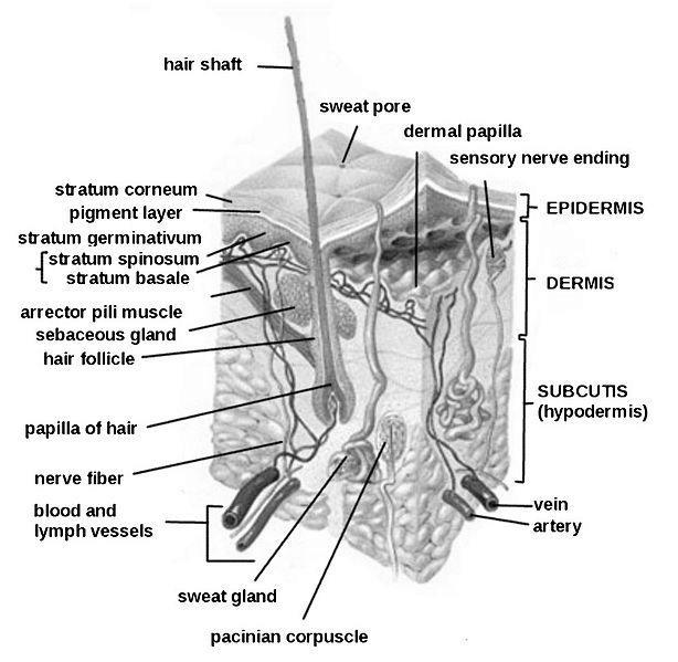 Skin Layers 101 image 1