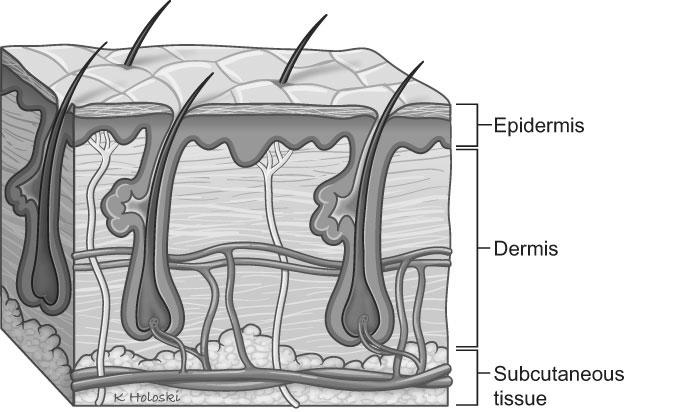 Skin Layers 101 image 2